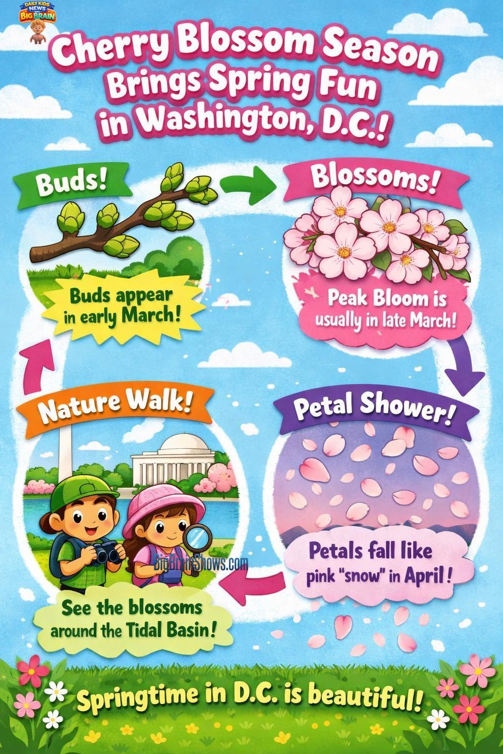 Cherry Blossoms: Buds to Bloom
