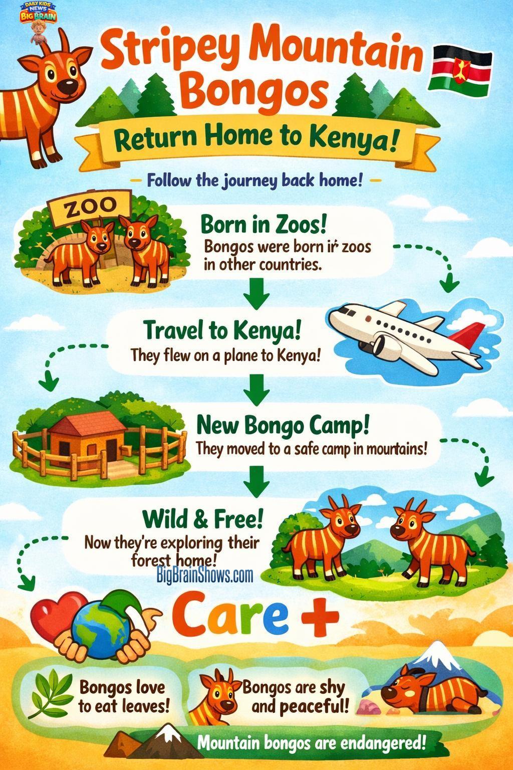 Helping Mountain Bongos Return Home (Kenya Conservation)