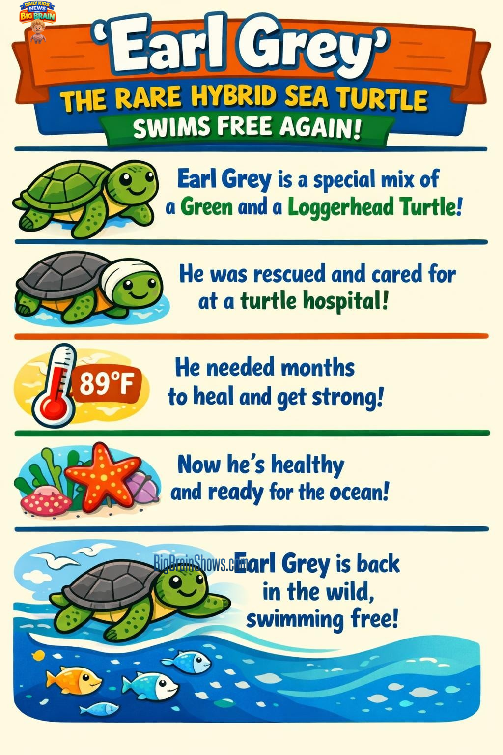 Infographic: Helping a Sea Turtle Return Home
