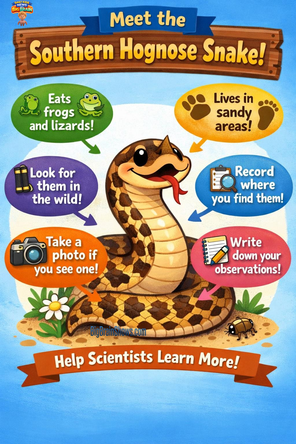 Infographic: Southern Hognose Snake + How Public Comments Help
